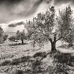 Il Melograno Panoramahaus By Interhome Apartment *